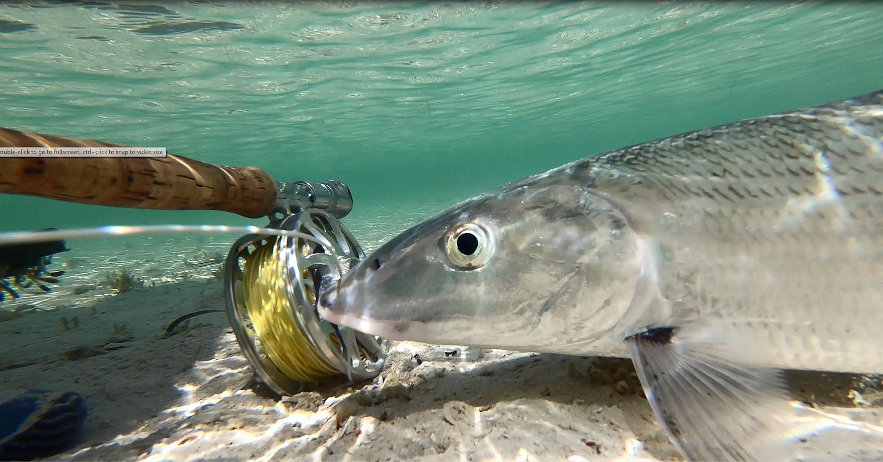 bonefish and reel sandy point southside 2018 edited